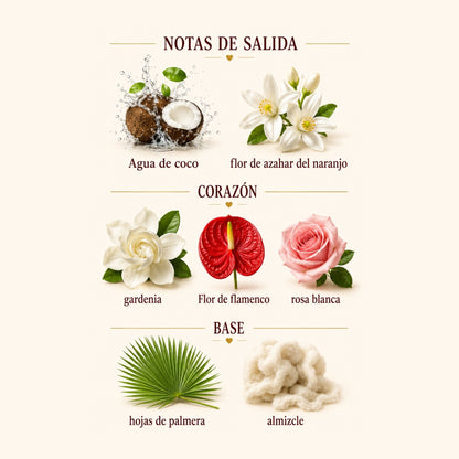 Flor Mística Sol de Janeiro
